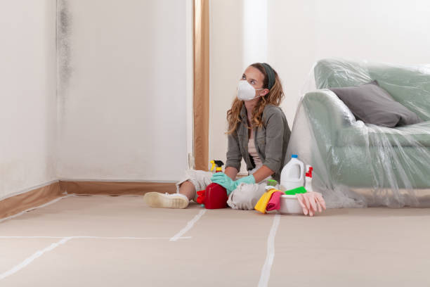 Reliable Basement Mold Remediation contractor in White Mills, KY by WQB Mold Removal